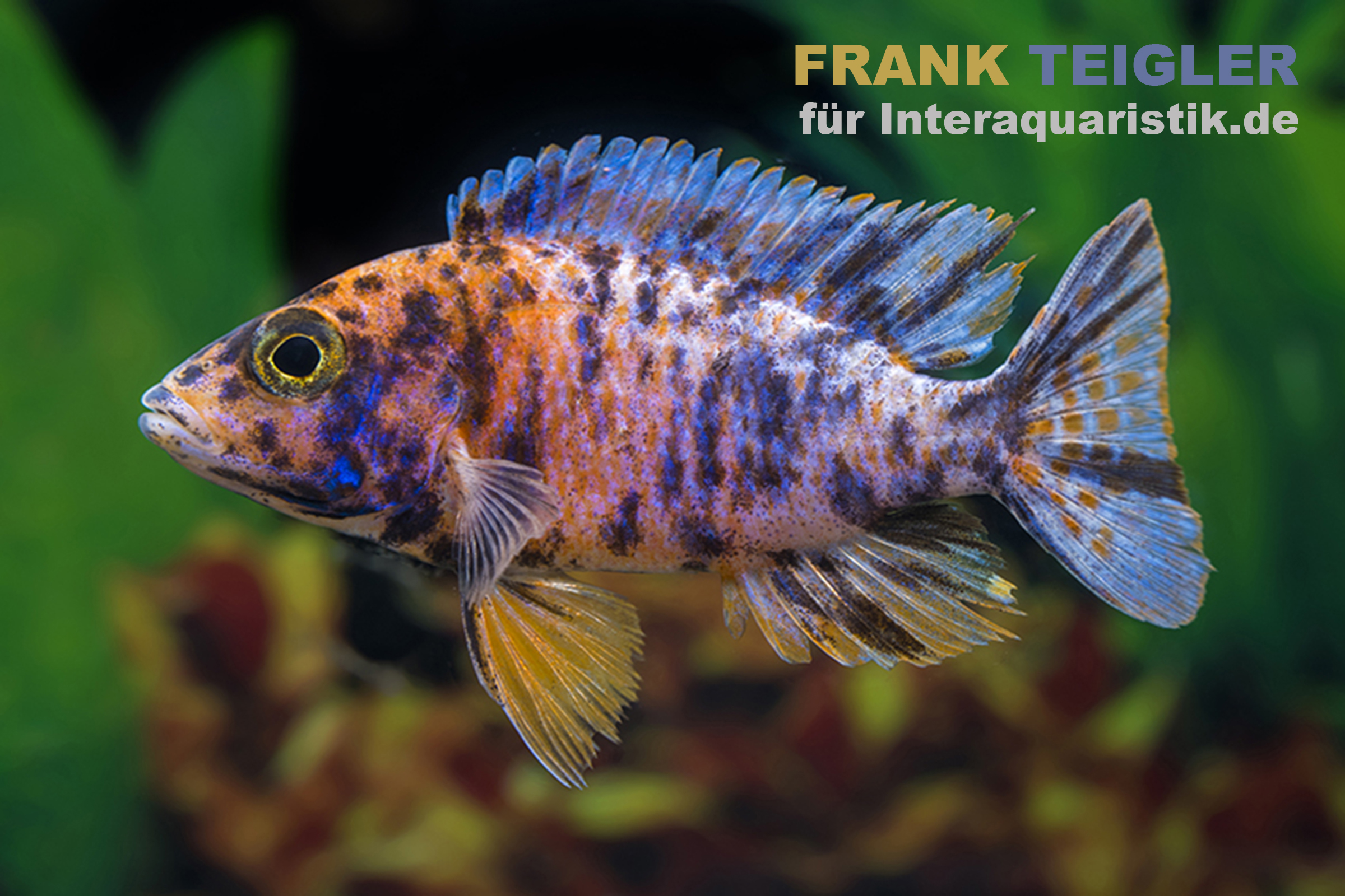 Bunter Buntbarsch im Aquarium Farbiger Buntbarsch mit orange-blauen Farben